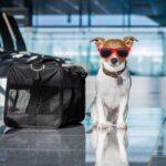 Travel With My Pet Tips