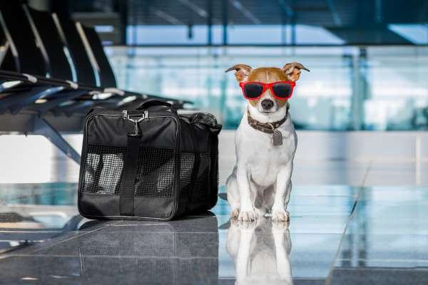 Travel With My Pet Tips